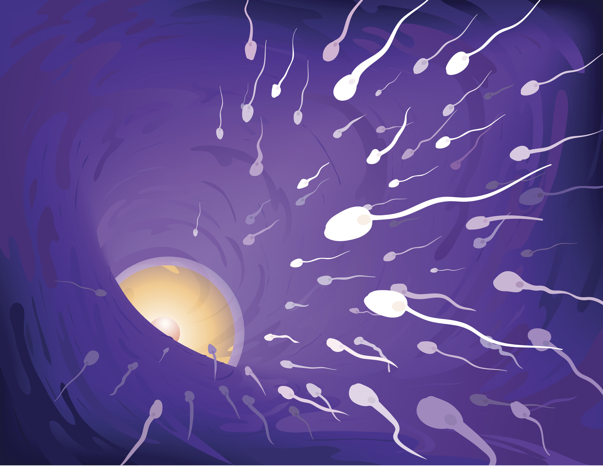 Human Sperm Meet Egg In Fallopian Tube